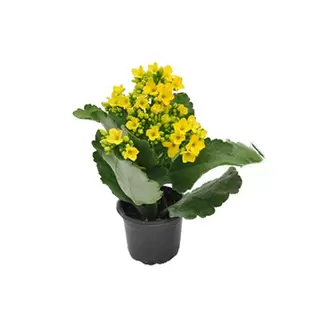 Oferta de Flor Kalanchoe Mini P06 1 Un por R$2,49 em Tome Leve