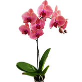 Oferta de Flor Phalaenopsis Mix P12 por R$69,9 em Varejão Irmãos Patrocinio