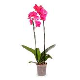 Oferta de Flor Orquídea Variada P12 por R$49,98 em Asun