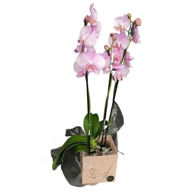 Oferta de Flor Orquídea Phalaenopsis 2 Hastes Pote 12 por R$54,9 em Festval