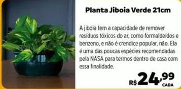 Oferta de Popular - Planta Jiboia Verde 21cm por R$24,99 em Max Atacadista