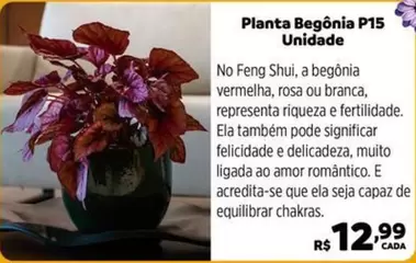 Oferta de Rosa - Unidade - Planta Begonia P15 por R$12,99 em Max Atacadista