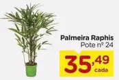 Oferta de Palmeira -  Raphis por R$35,49 em Carrefour