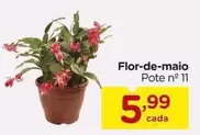 Oferta de Flor-de-maio por R$5,99 em Carrefour