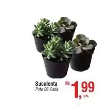 Oferta de Suculenta por R$1,99 em Fort Atacadista