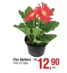 Oferta de Flor -  Gérbera por R$12,9 em Fort Atacadista