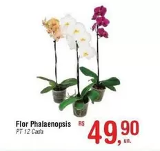 Oferta de Flor -  Phalaenopsis por R$49,9 em Fort Atacadista