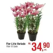 Oferta de Flor -  Lirio Variado por R$34,9 em Fort Atacadista