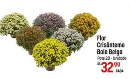 Oferta de Flor -  Crísantemo Bola Belga por R$32,99 em Super Muffato