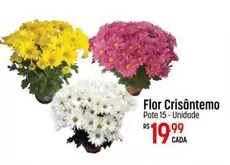 Oferta de Flor - por R$19,99 em Super Muffato