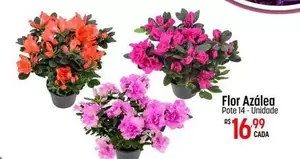 Oferta de Flor - por R$16,99 em Super Muffato