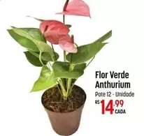 Oferta de Flor -  Verde Anthurium por R$14,99 em Super Muffato