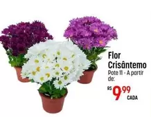 Oferta de Crisantemo - Flor por R$9,99 em Super Muffato