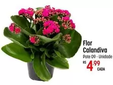 Oferta de Flor -  Pote por R$4,99 em Super Muffato