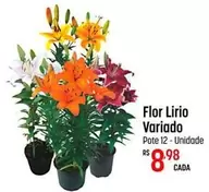 Oferta de Flor -  Lirio Variado por R$8,98 em Super Muffato