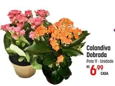 Oferta de Calandiva Dobrada por R$6,99 em Super Muffato