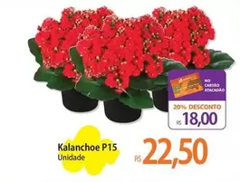 Oferta de Kalanchoe P15 por R$22,5 em Atacadão