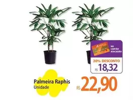 Oferta de Palmeira -  Raphis por R$22,9 em Atacadão