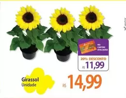 Oferta de Girassol por R$11,99 em Atacadão