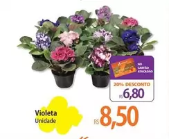 Oferta de Violeta por R$8,5 em Atacadão