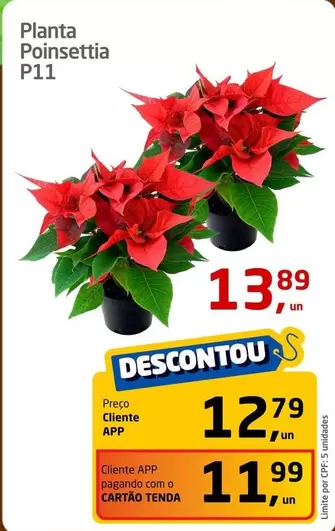 Oferta de Planta Poinsettia P11 por R$13,89 em Tenda Atacado