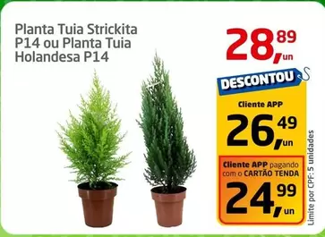 Oferta de Planta Tuia Strickita P14 Ou Planta Tuia Holandesa P14 por R$28,89 em Tenda Atacado