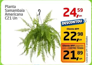 Oferta de Planta Sammbaia Americana C21 Un por R$24,59 em Tenda Atacado