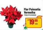 Oferta de Flor -  Poinsetia Vermelha por R$19,99 em Super Muffato