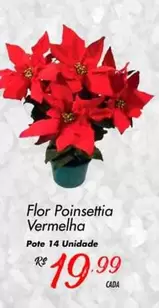 Oferta de Flor Poinsettia Vermelha por R$19,99 em Super Muffato