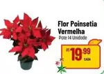 Oferta de Flor -  Poinsetia Vermelha por R$19,99 em Super Muffato