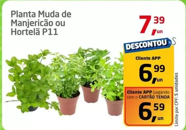 Oferta de De   - Planta Muda De Manjericao Ou Hortela P11 por R$7,39 em Tenda Atacado