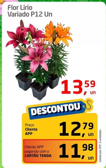 Oferta de Flor -  Lirio Variado P12 Un por R$13,59 em Tenda Atacado