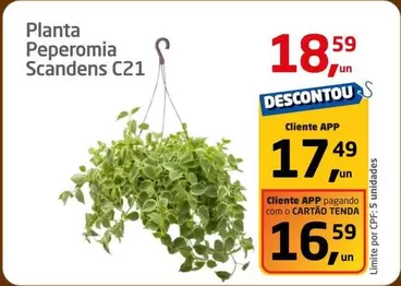 Oferta de Planta Peperomia Scandens C21 por R$18,59 em Tenda Atacado