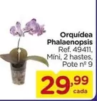 Oferta de Orquídea -  Phalaenopsis por R$29,99 em Carrefour