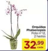 Oferta de Orquídea -  Phalaenopsis por R$32,99 em Carrefour